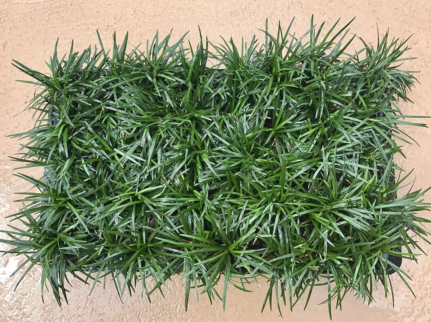 Dwarf Mondo Grass 40 Live Plants Shade Loving Evergreen Ground Cover R897143