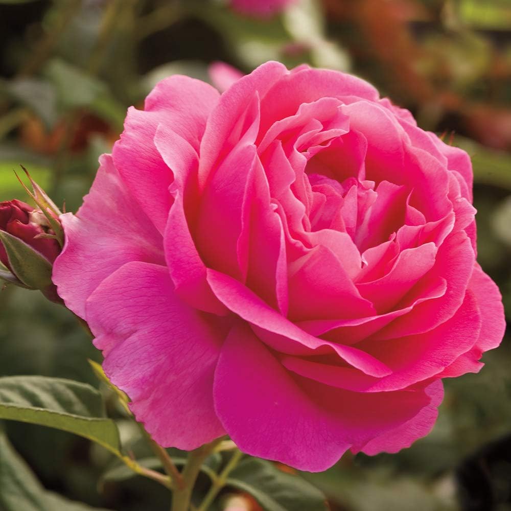 Pink Rose Bush Hybrid Tea Live Plant for Outdoor Planting N9206