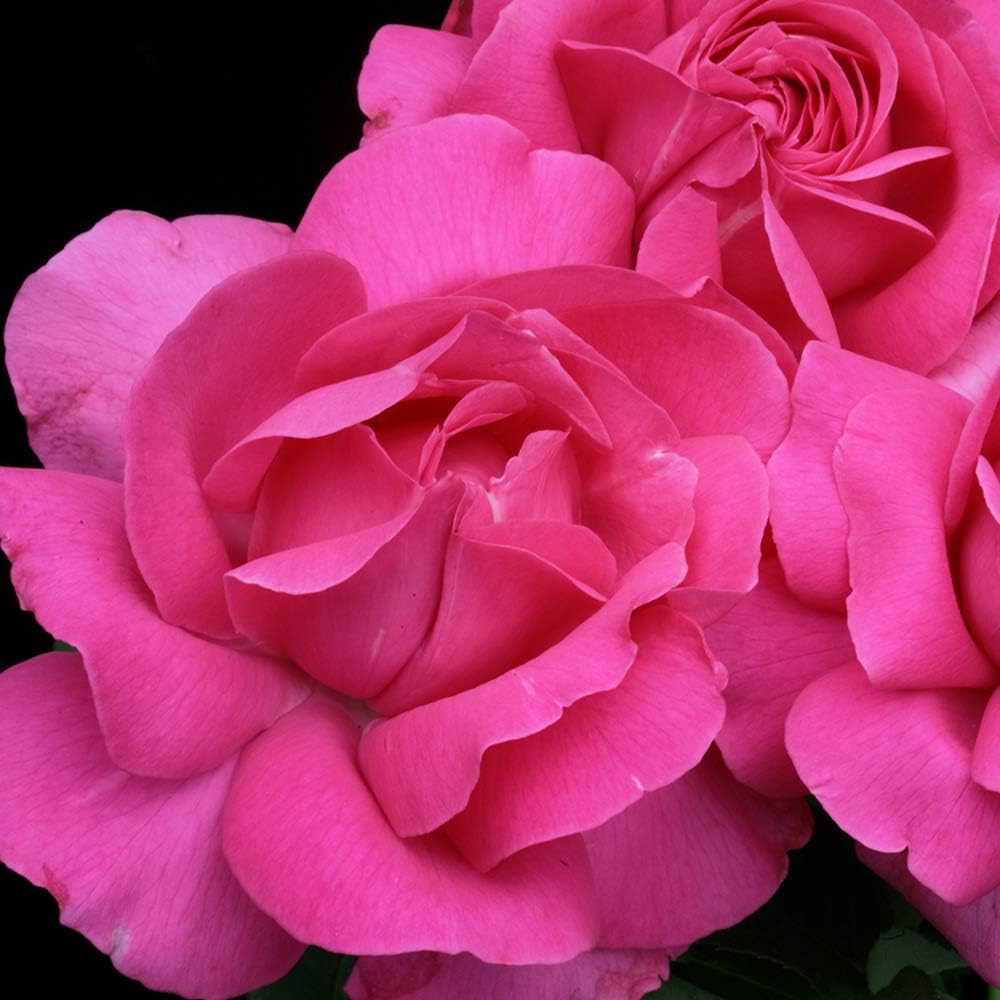 Pink Rose Bush Hybrid Tea Live Plant for Outdoor Planting N9206