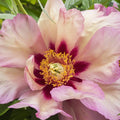 Van Zyverden Itoh Peony Callies Memory Set of 1 Plant Root Yellow Partial Sun Perennial Deer Resistant 1 lb