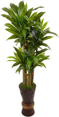 Island Interiors 5Ft. Cornstalk Dracaena Plant in Wooden Planter