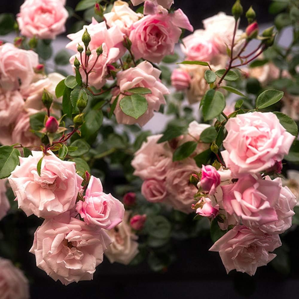 Climbing Rose Plant New Dawn Pink Rose Bush for Outdoor Planting E370