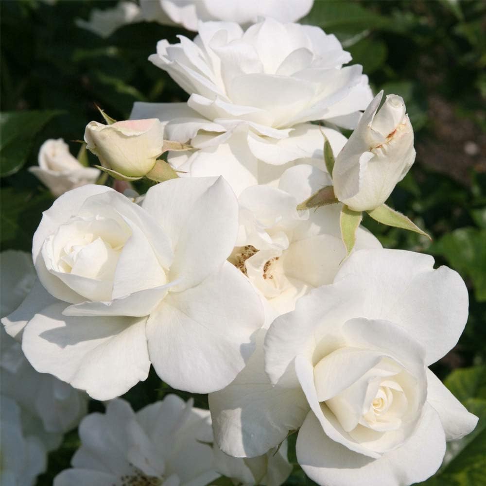 White Rose Bush Live Plant for Outdoor Planting A545182