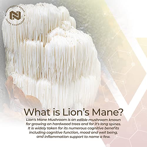 Lion's Mane Mushroom Capsules 8:1 Dual Extract 500mg 60 Count R966