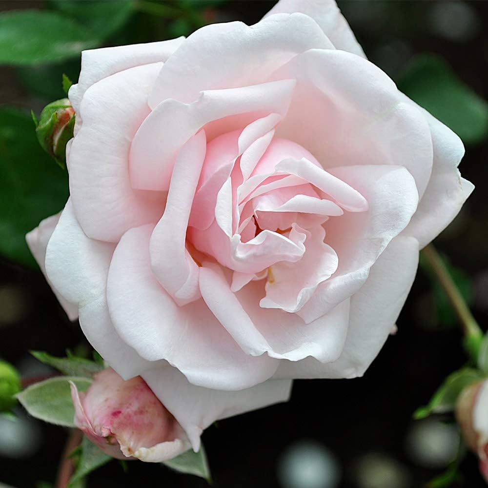 Climbing Rose Plant New Dawn Pink Rose Bush for Outdoor Planting E370