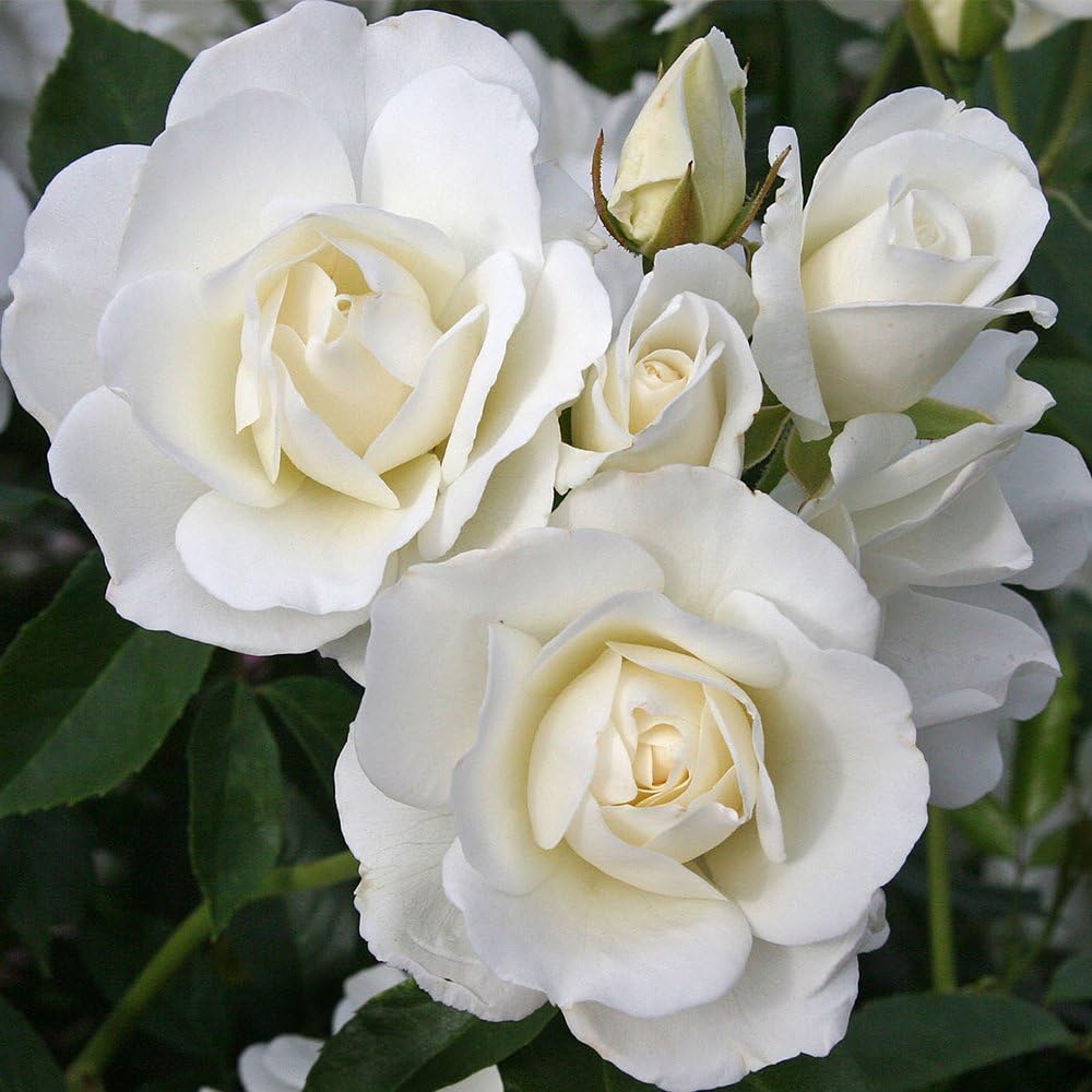 Heirloom Roses Rose Plant - Iceberg? White Rose Bush, Shrub Rose Live Plant for Planting Outdoors