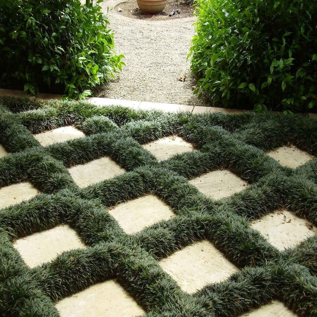 Dwarf Mondo Grass 40 Live Plants Shade Loving Evergreen Ground Cover R897143