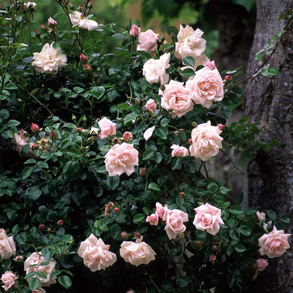 Climbing Rose Plant New Dawn Pink Rose Bush for Outdoor Planting E370