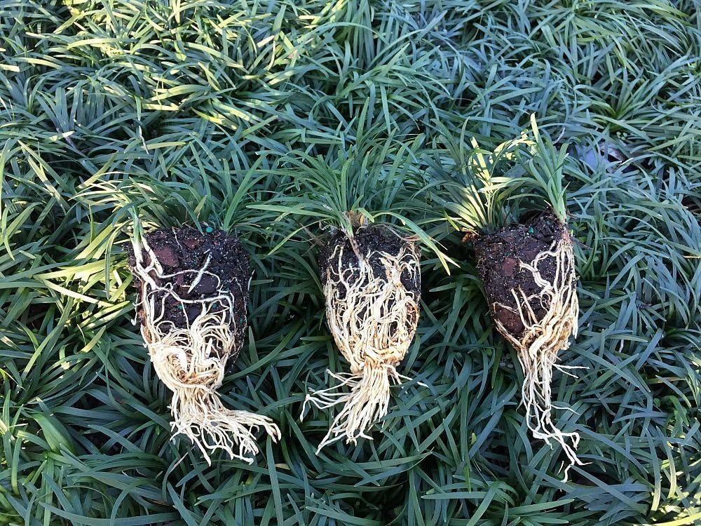 Dwarf Mondo Grass 40 Live Plants Shade Loving Evergreen Ground Cover R897143