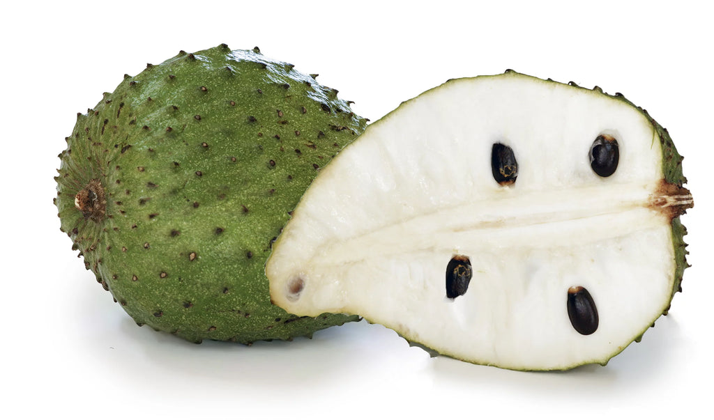 Soursop Tree Live Plant in 1 Gallon Pot, 1-2 Feet Tall, Tropical Edible Fruit Tree H7364