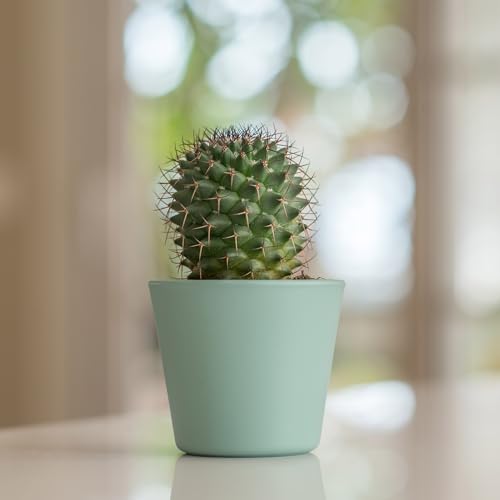 Cactus and Succulent Potting Mix, Fast Draining I9227