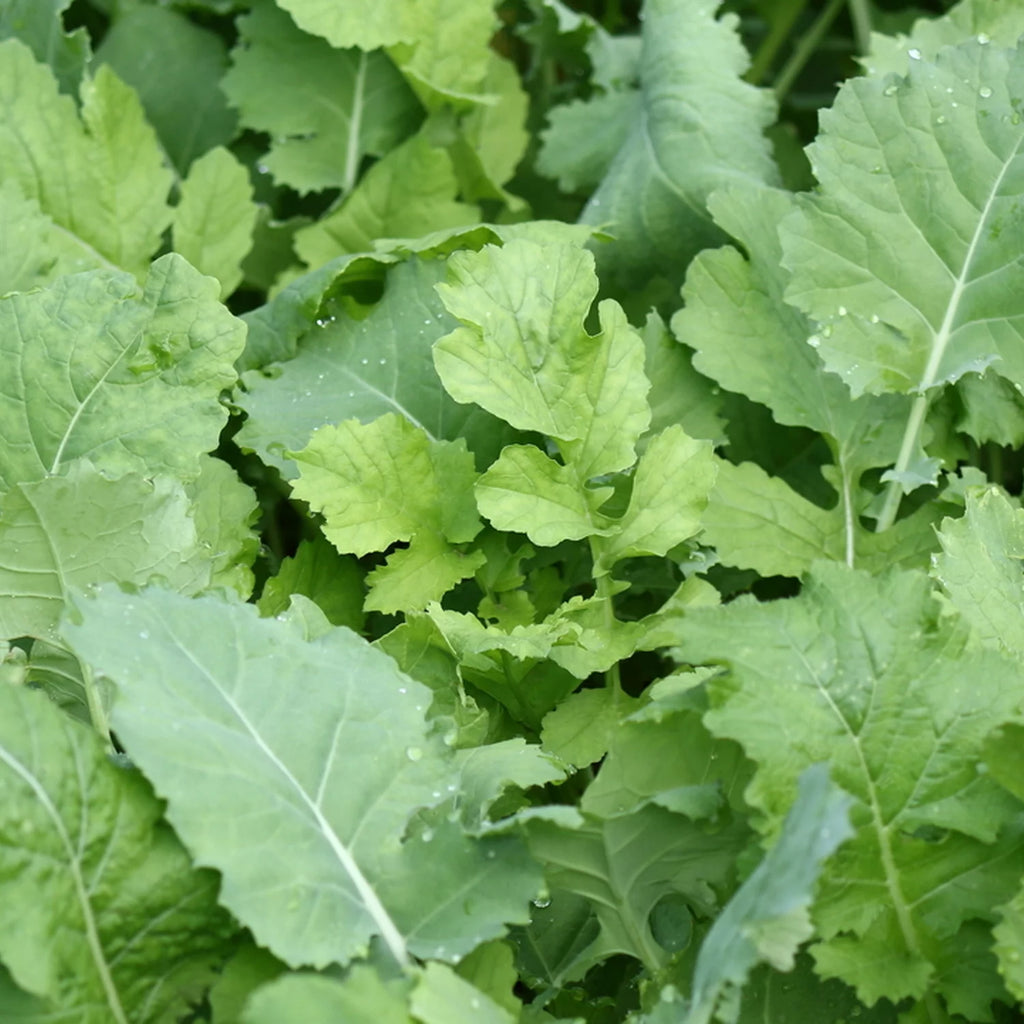 Deer Attractant Food Plot Seed with Beet, Greens, Kale, Radish Q9361