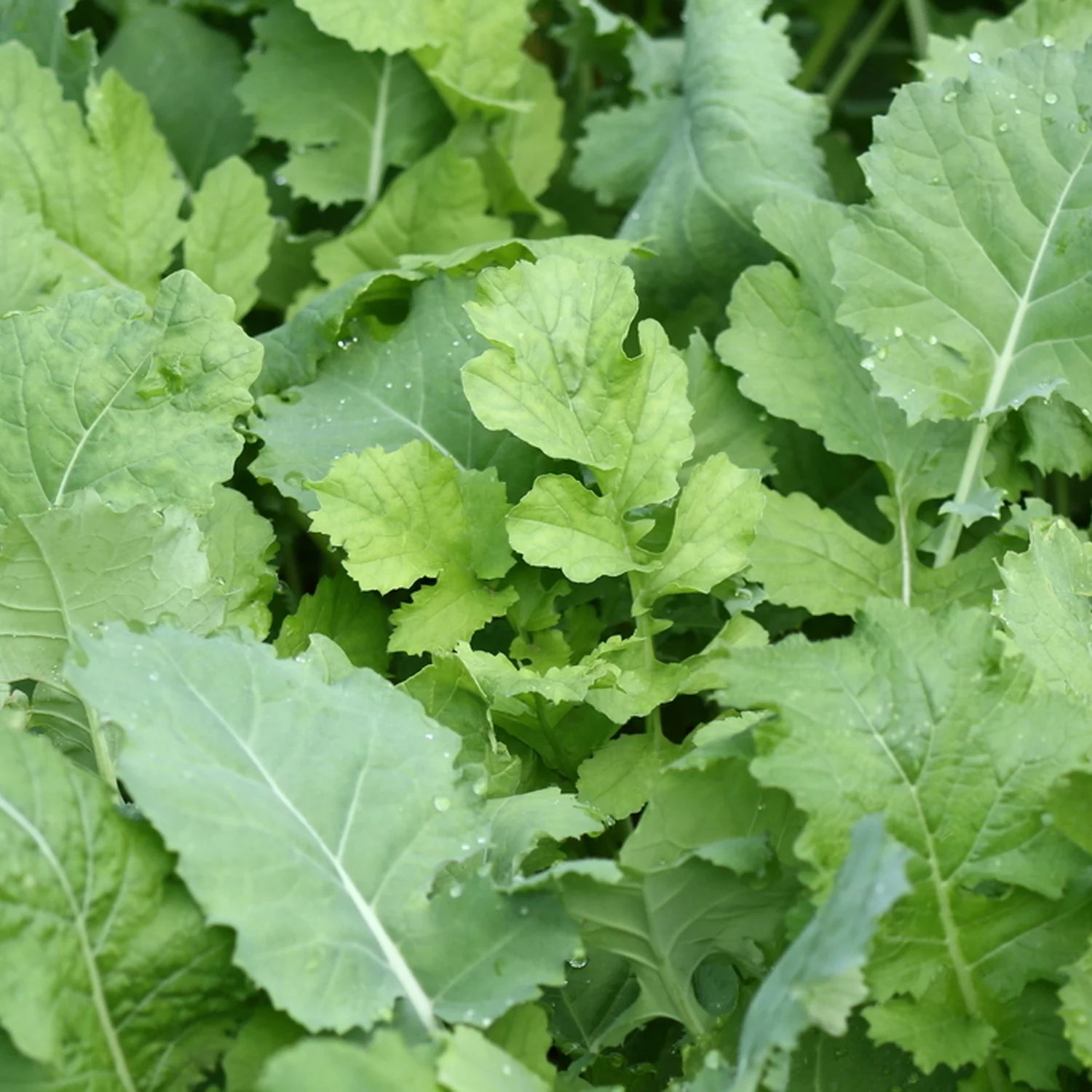 Deer Attractant Food Plot Seed with Beet, Greens, Kale, Radish Q9361