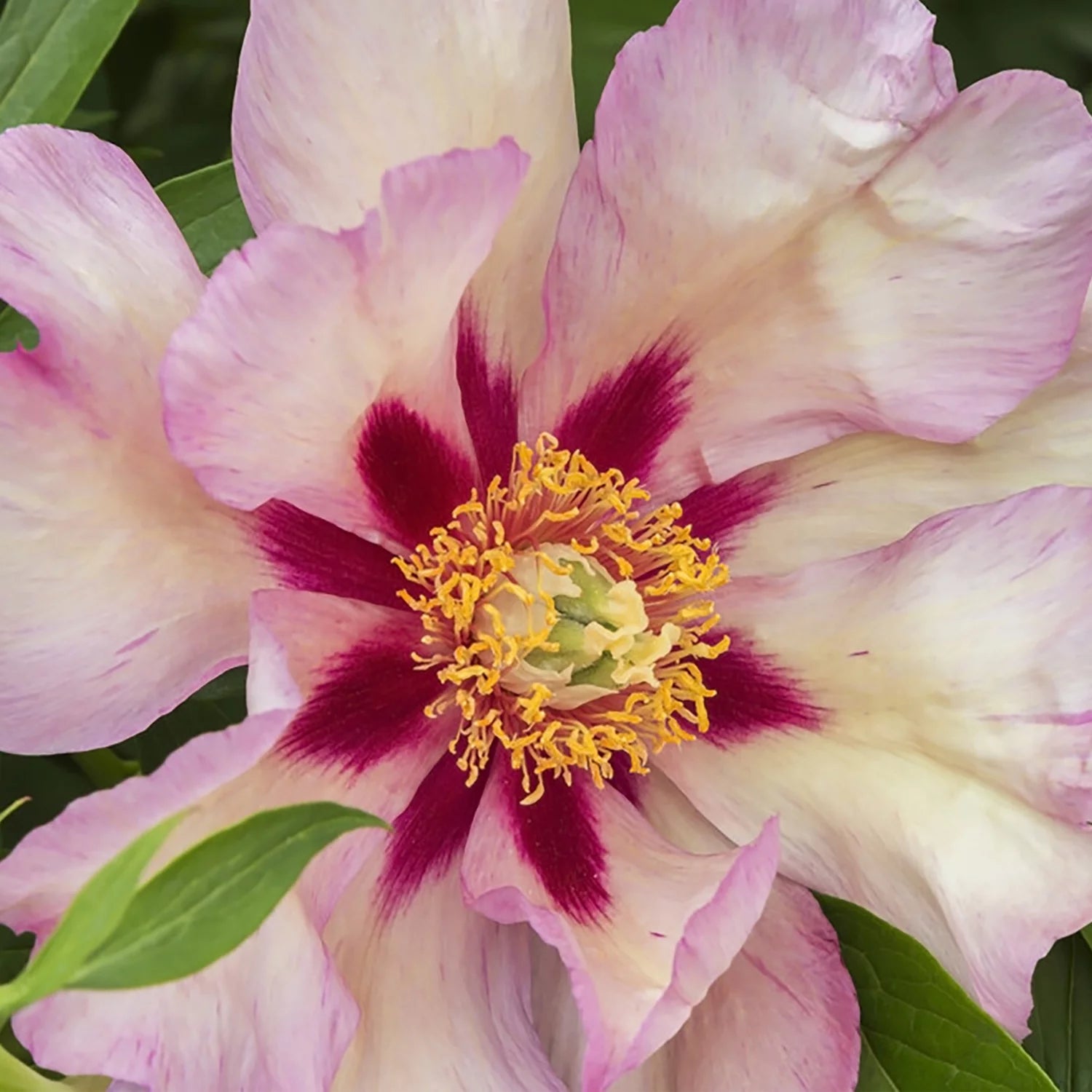 Itoh Peony Plant Root, Yellow, Partial Sun Perennial D6909