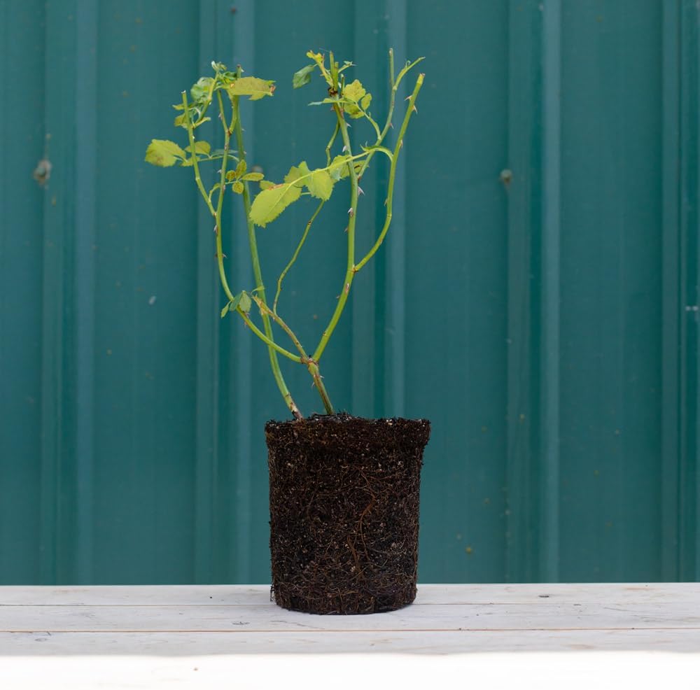 Carding Mill Rose Bush for Outdoor Planting Q926