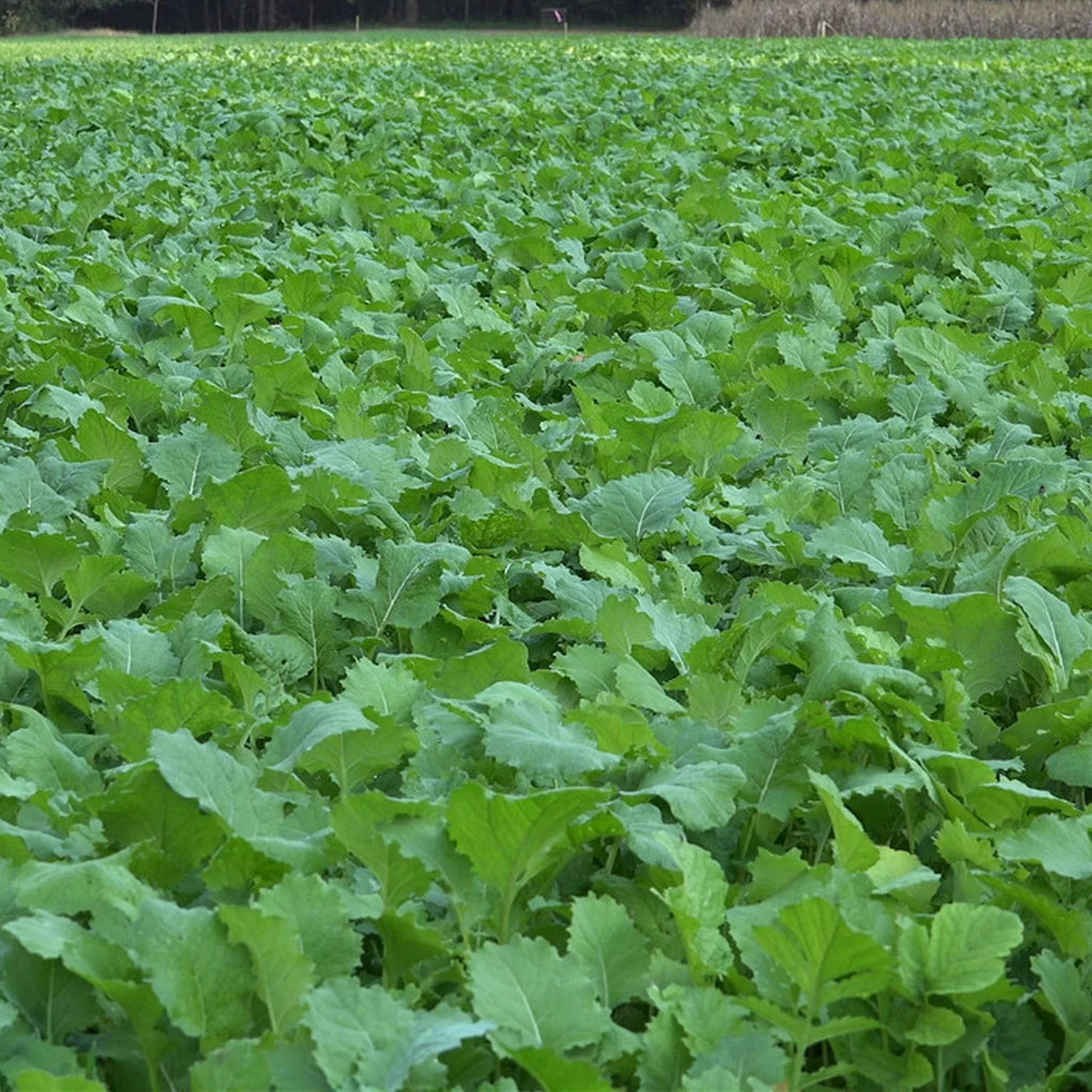 Deer Attractant Food Plot Seed with Beet, Greens, Kale, Radish Q9361