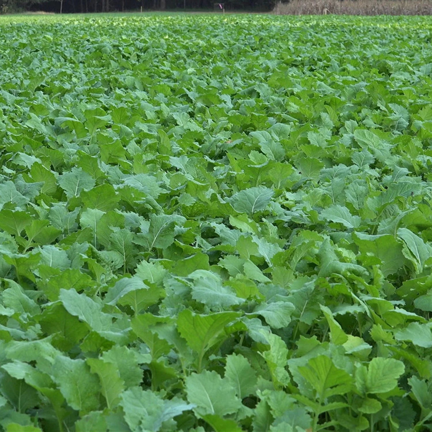 Deer Attractant Food Plot Seed with Beet, Greens, Kale, Radish Q9361