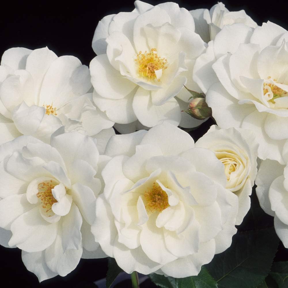 White Rose Bush Live Plant for Outdoor Planting A545182